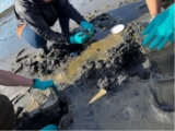 Searching for Microbes with No Name: The Labour of Sampling and the Making of Scientific Value