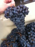 A Tour of Wine Grapes: Sangiovese — EverWonderWine?