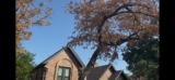 Savannah Post Oak Stress & Root Suffocation | Southlake TX