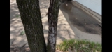 Savannah Post Oak Stress & Tree Recovery | Euless, Texas