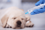 When should I vaccinate my dog?