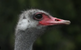 This Is Universal Ostrich Inc. – A Deep Dive With Press For Truth