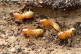 How Does Sentricon Adapt Long-Term Monitoring Strategies to Seasonal Shifts in Termite Movement and Feeding Behavior?
