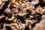 How Does Sentricon Utilize Trophallaxis Behavior to Distribute Colony-Eliminating Compounds Among Termites?