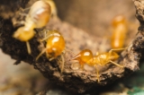 What Soil Interaction Factors Influence Sentricon Station Placement and Long-Term Termite Interception Performance?