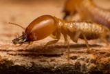 How Does Sentricon Differentiate Between Exploratory Termite Activity and Established Colony Foraging Patterns?