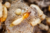How Does Sentricon Integrate Bait Transfer Mechanisms to Achieve Multi-Generational Colony Suppression?