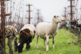 Top California Winery Releases Cool Climate Chardonnay And Pinot Noir Wines