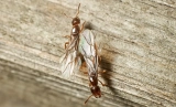 What Does It Mean When You Have Flying Ants in Your Home?