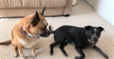 Simple Tips for Pet Owners •