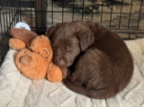 Best Low-Tech vs High-Tech Solutions for Puppy Anxiety