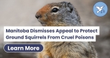 Manitoba Dismisses Appeal to Protect Ground Squirrels From Cruel Poisons