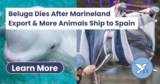 Beluga Dies After Marineland Export as 2 Belugas & 4 Dolphins Are Shipped to Spain