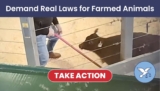 Demand Real Farmed Animal Protection Laws