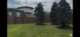 Establishing Newly Planted Southern Magnolia Trees | Proper Watering in Southlake, Texas