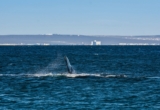 Adult and newborn whales found dead off South Africa’s coast