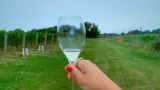 Luxury Bubbles, Caviar & Viticulture Secrets