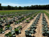 California Specialty Crop Block Grant Program Funding Priorities on State Board AgendaCA Specialty Crop Grants