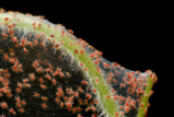 How to Get Rid of Spider Mites