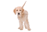 What Is A Straight Hair Labradoodle?