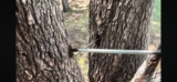 Structural Tree Cabling & Bracing Support | Southlake, Texas