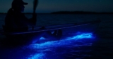 August Florida Bioluminescence Best Times to See
