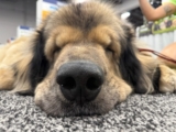 9 Dog Trends That Stood Out at SUPERZOO 2026