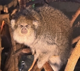 New Bolivian Gray Titi Monkey at Lincoln Park Zoo