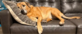 Caring for Your Senior Dog