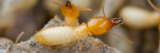 Termite Control in Castroville, TX: Stop the Damage Before It Spreads iPest Solutions | Waco, San Antonio, College Station