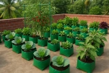 How a Kerala Woman Made ₹15 Lakh from Terrace Vegetable Gardening – A Real Inspiration