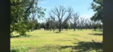 Texas Pecan Tree Drought Damage & Recovery | Pecan Plantation Granbury TX