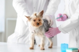 Lyme Vaccine for Small Dogs: What to Know BEFORE