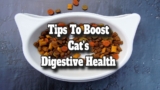 Tips to Boost Your Cat’s Digestive Health