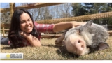 Farm for Abused Farm Animals—Cooking Up a Story