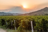 Wines of…Did You Say Calabria? Food-Friendly and Planet-Friendly Librandi Wines from Southern Italy