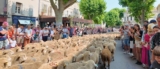 2026 Travel Guide to Saint-Rémy Transhumance Festival