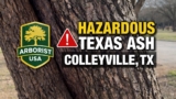Tree Risk Assessment in Colleyville TX | Texas Ash Hazard Evaluation