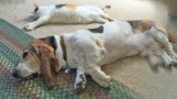 From Cat House to dog house. Cat takes over the dog blog (Part 4