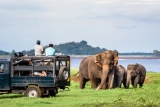Udawalawe National Park Safari | Wildlife Adventure in Sri Lanka 2025