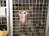 Monkeys Addicted to Cocaine in University Experiments