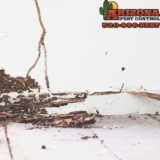 Skipping a Termite Inspection? Here’s What It’ll Cost You Arizona Pest Control