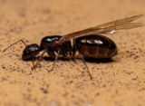 10 Common Signs of Carpenter Ants in Your House