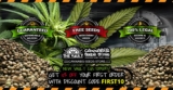Best Cannabis Seeds Shop UK