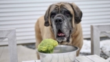 Can Dogs Eat Vegetables? Why My Dogs Do And How I Feed Them