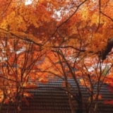 The Best Trees for Fall Colors in Oregon to Plant in Your Yard