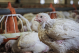 What About Meat Labeled ‘Humane?’