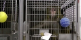 Three More of the University of Washington’s Worst Monkey Experimenters