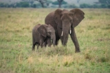 What We Wish We Knew Before Our First Wildlife Safari