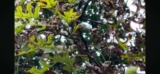 Waterlogged Tree Roots & Bacterial Leaf Scorch Treatment in Arlington TX